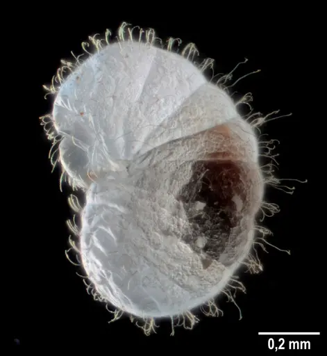 Strumigenys elongata - ANTWEB1053275