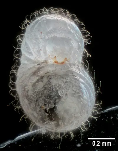 Strumigenys elongata - ANTWEB1053275