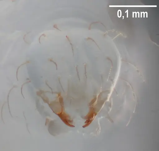 Strumigenys elongata - ANTWEB1053281