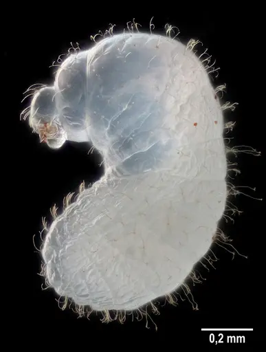 Strumigenys elongata - ANTWEB1053281