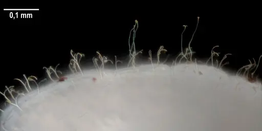 Strumigenys elongata - ANTWEB1053281