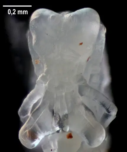 Strumigenys elongata - ANTWEB1053282