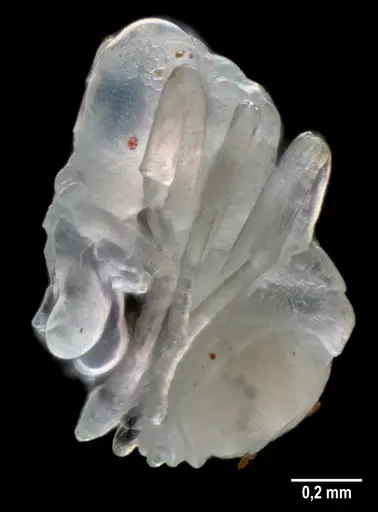 Strumigenys elongata - ANTWEB1053282