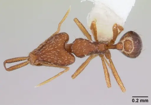 Strumigenys elongata - CASENT0178125