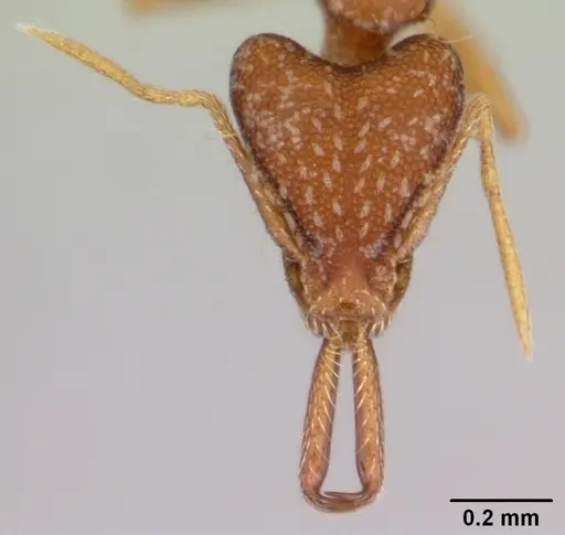 Strumigenys elongata - CASENT0178125