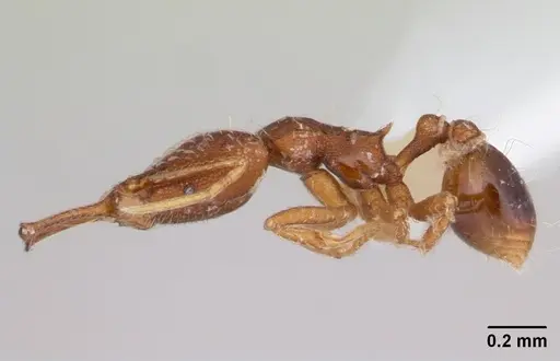 Strumigenys elongata - CASENT0178125