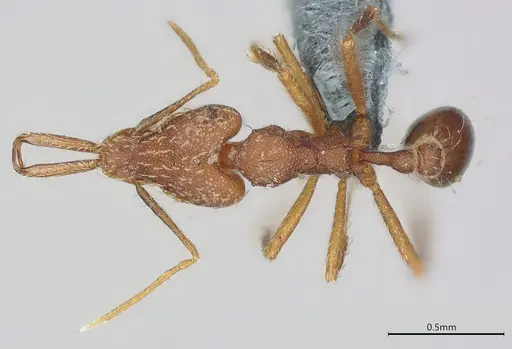 Strumigenys elongata - CASENT0374675
