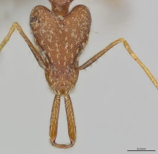 Strumigenys elongata - CASENT0374675