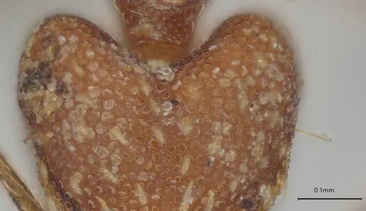 Strumigenys elongata - CASENT0374675