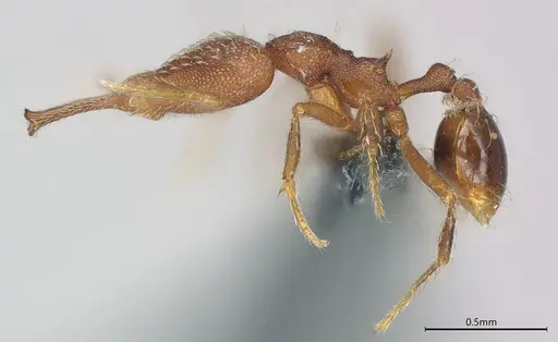 Strumigenys elongata - CASENT0374675