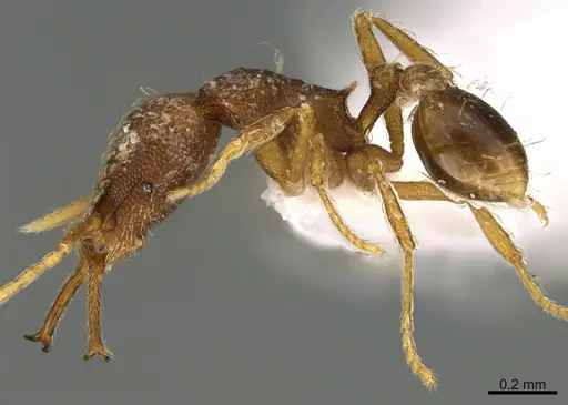 Strumigenys elongata - CASENT0643519