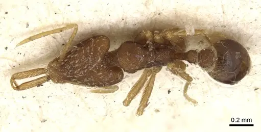 Strumigenys elongata - CASENT0900445