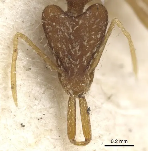 Strumigenys elongata - CASENT0900445