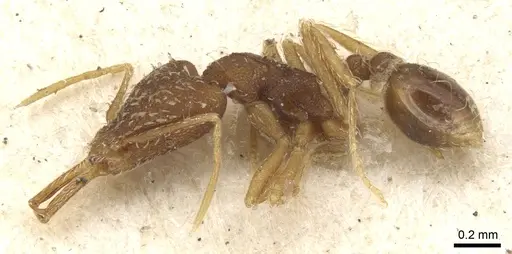 Strumigenys elongata - CASENT0900445