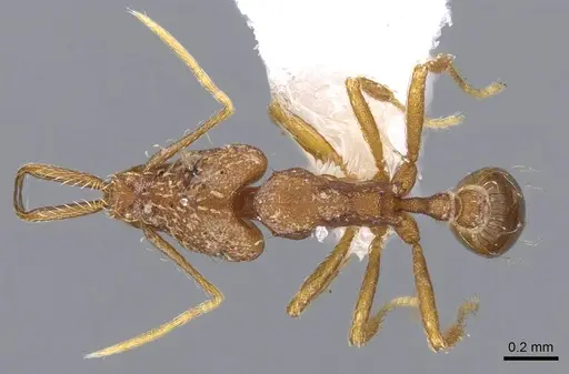 Strumigenys elongata - CASENT0914734