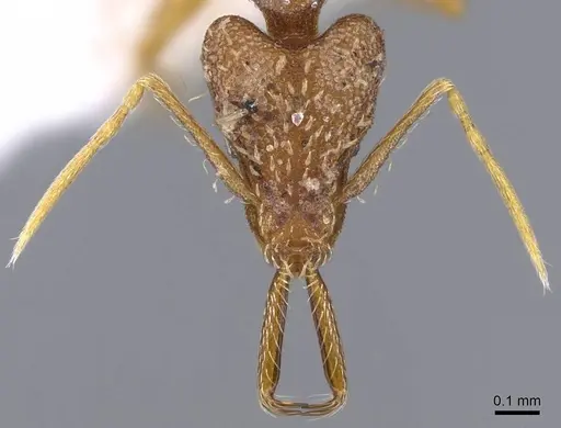 Strumigenys elongata - CASENT0914734