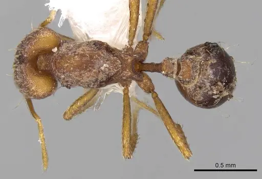 Strumigenys elongata - CASENT0914735