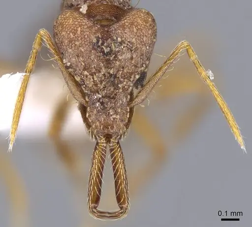 Strumigenys elongata - CASENT0914735