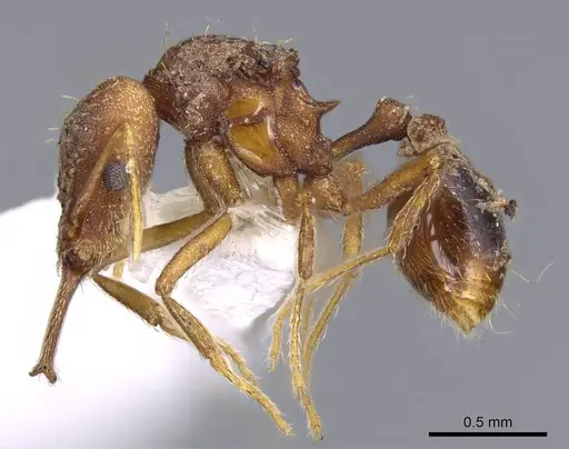 Strumigenys elongata - CASENT0914735