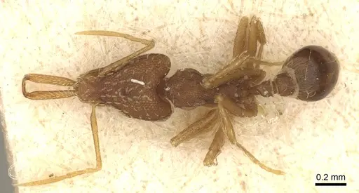 Strumigenys elongata - CASENT0915691