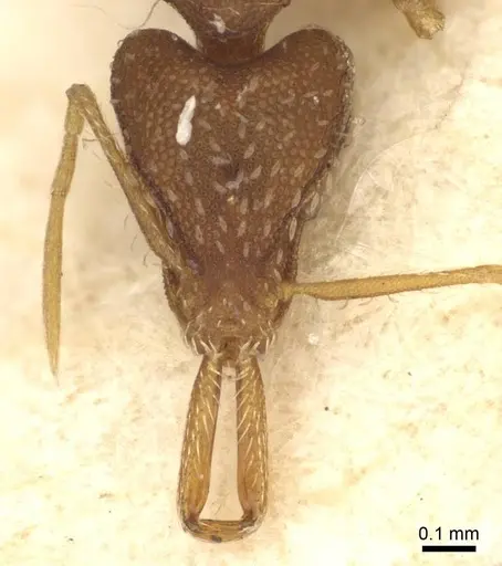 Strumigenys elongata - CASENT0915691