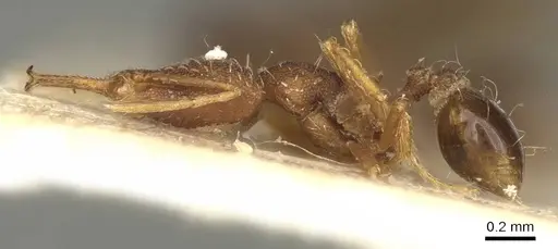 Strumigenys elongata - CASENT0915691