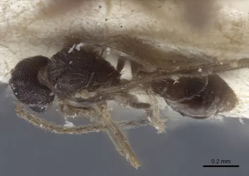 Strumigenys elongata - CASENT0916681