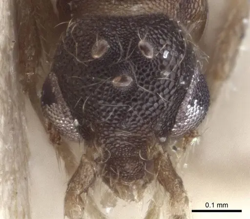 Strumigenys elongata - CASENT0916681