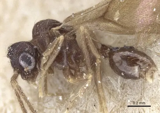 Strumigenys elongata - CASENT0916681