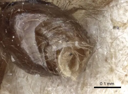 Strumigenys elongata - CASENT0916681