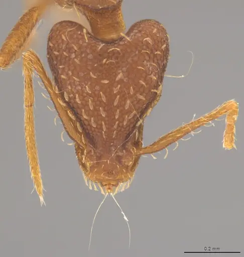 Strumigenys elongata - CASENT4036192