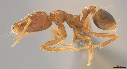 Strumigenys elongata - CASENT4036192