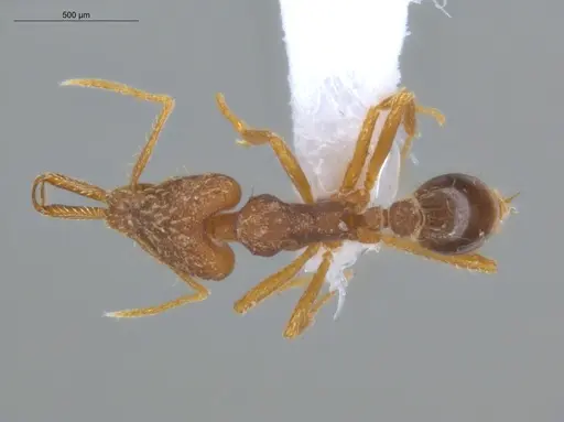 Strumigenys elongata - ECOFOG-IT14-0968-33