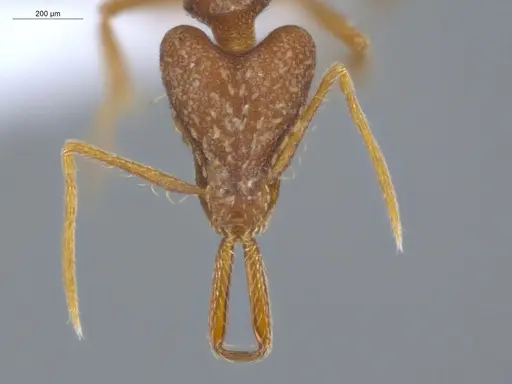 Strumigenys elongata - ECOFOG-IT14-0968-33