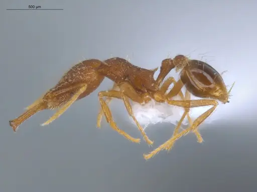 Strumigenys elongata - ECOFOG-IT14-0968-33