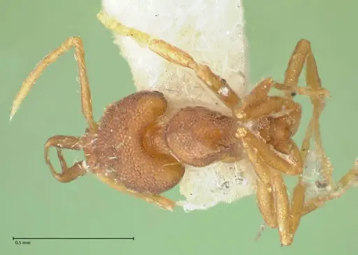 Strumigenys elongata - FOCOL2162
