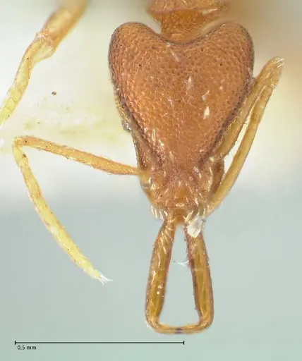 Strumigenys elongata - FOCOL2162