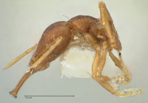 Strumigenys elongata - FOCOL2162