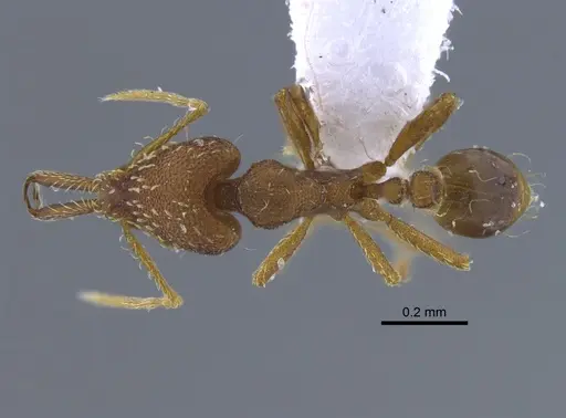 Strumigenys elongata - IAVH-E-222789