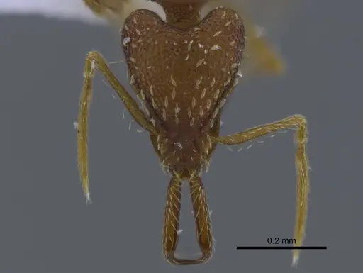 Strumigenys elongata - IAVH-E-222789