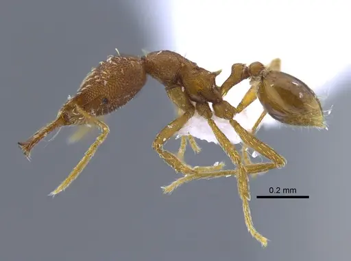 Strumigenys elongata - IAVH-E-222789