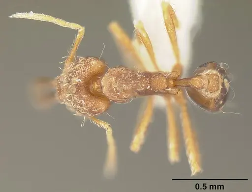 Strumigenys elongata - INBIOCRI002281500