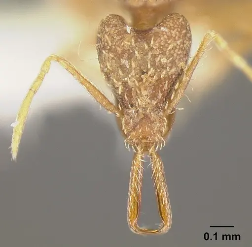 Strumigenys elongata - INBIOCRI002281500