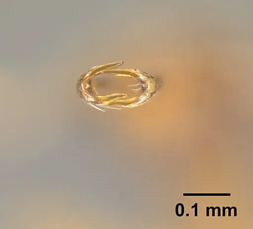 Strumigenys elongata - INBIOCRI002281500