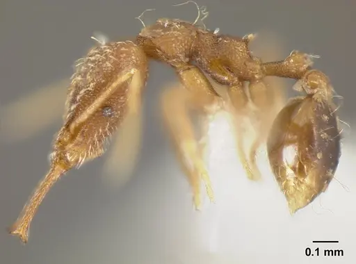 Strumigenys elongata - INBIOCRI002281500