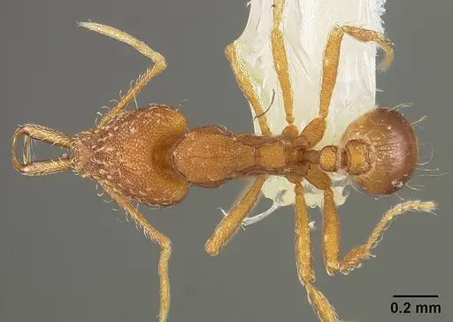 Strumigenys elongata - USNMENT00442326