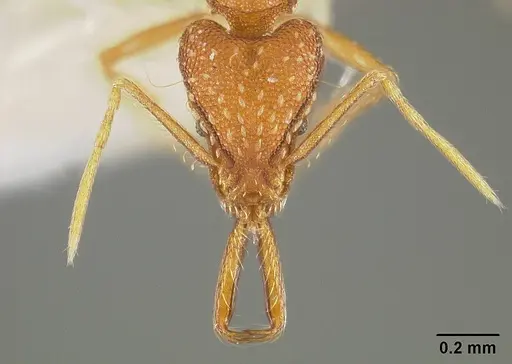 Strumigenys elongata - USNMENT00442326