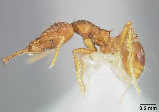 Strumigenys elongata - USNMENT00442326