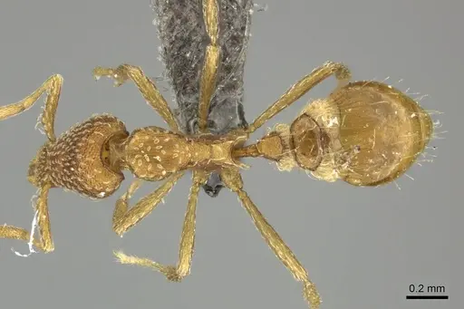 Strumigenys emarginata specimen