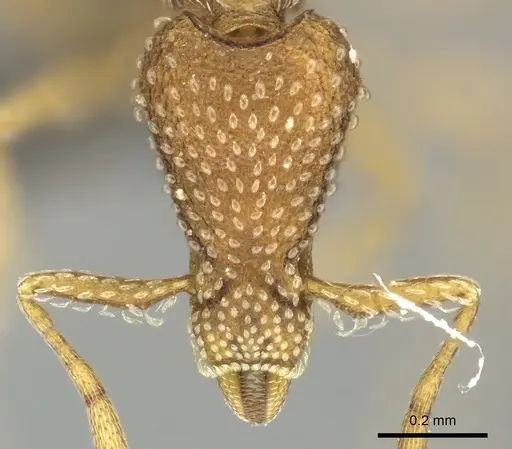Strumigenys emarginata specimen